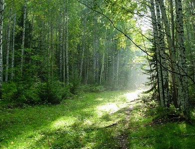 Белорусский лес.jpg